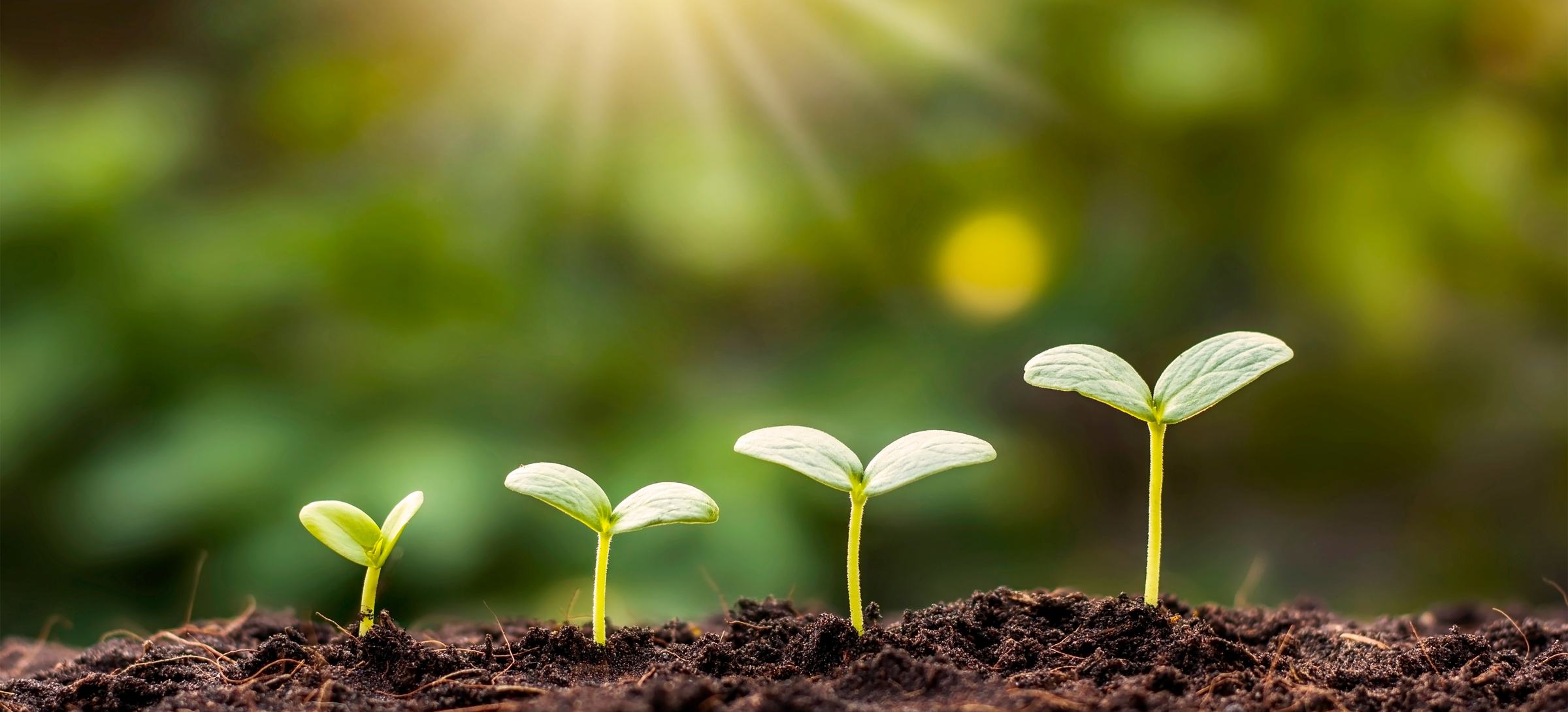 Grow your Vision with Yazan